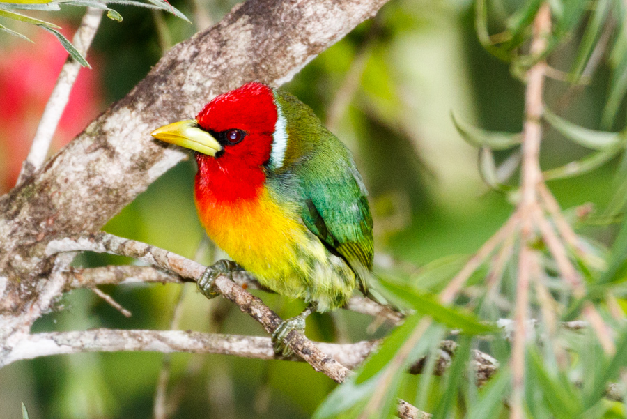 Red-headed Barbet