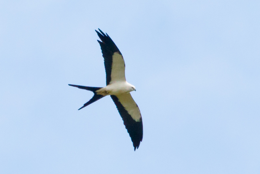 Swallow-tailed Kite