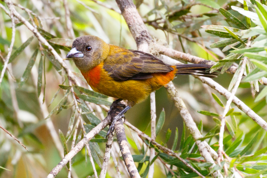 Cherrie\'s Tanager