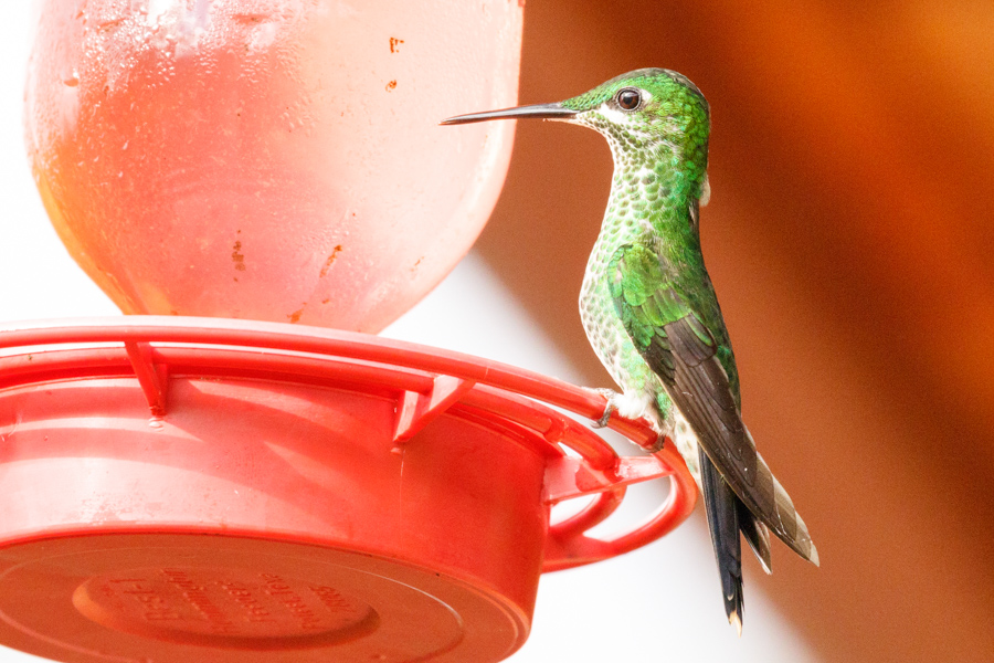 Green-crowned Brilliant