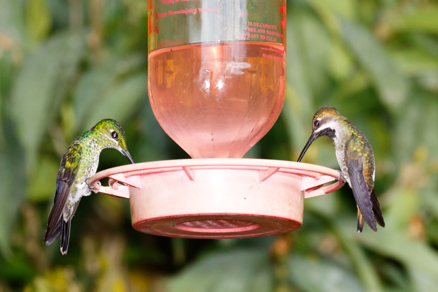 Green-crowned Brilliant and Long-billed Starthroat