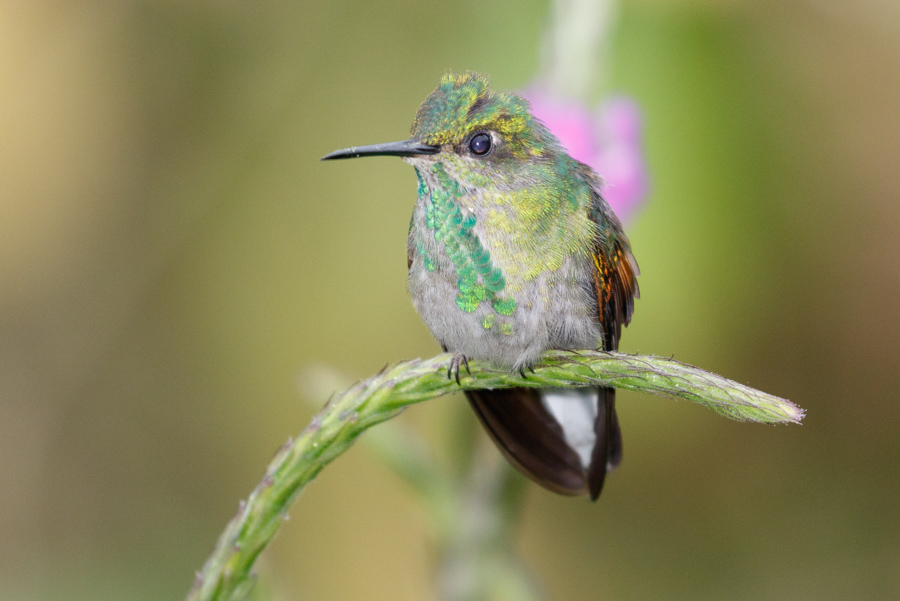 Stripe-tailed Hummingbird