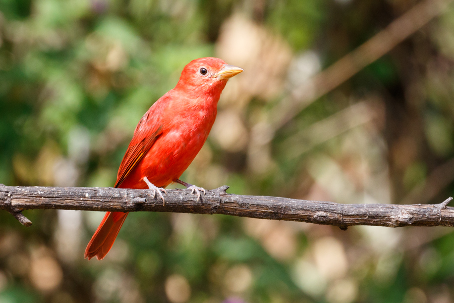 Summer Tanager