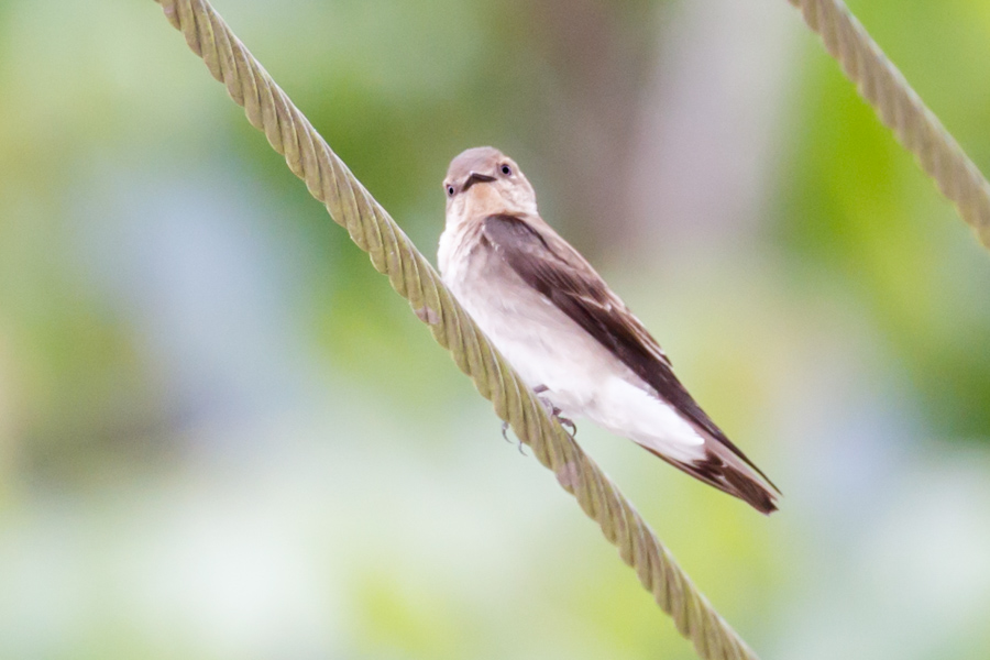 Southern Rough-winged Swallow