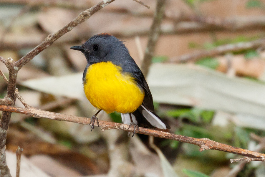 Slate-throated Redstart