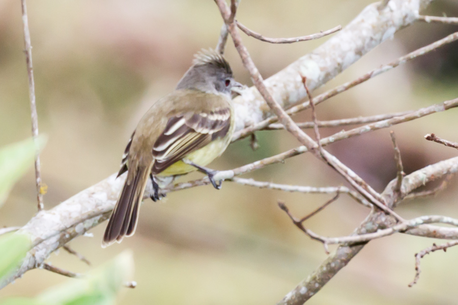 Yellow-bellied Elaenia