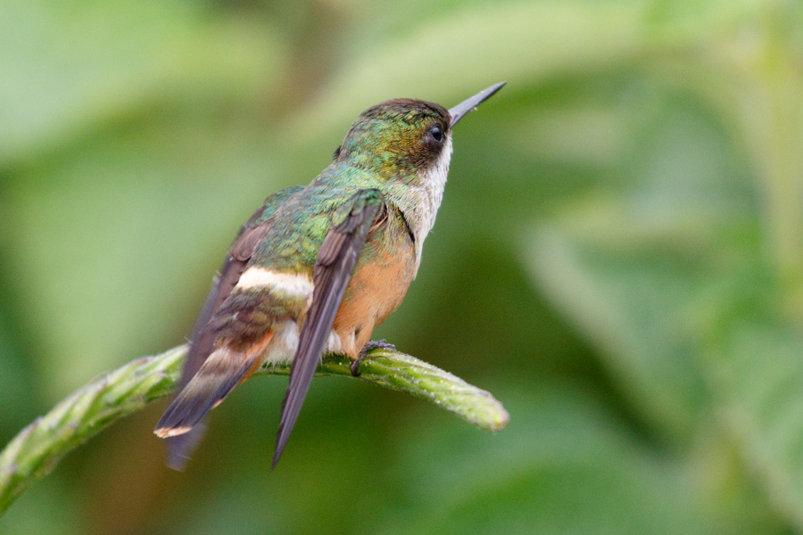 White-crested Coquette