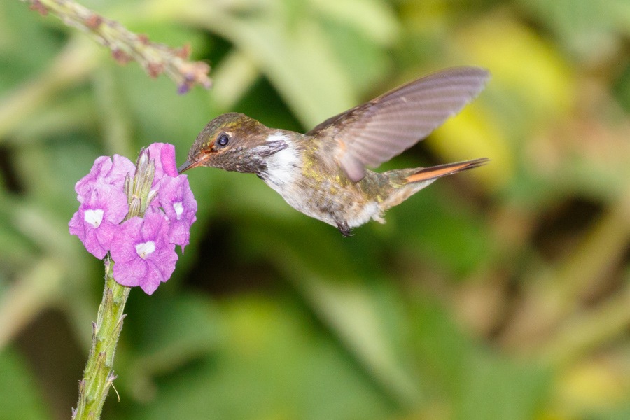 Volcano Hummingbird