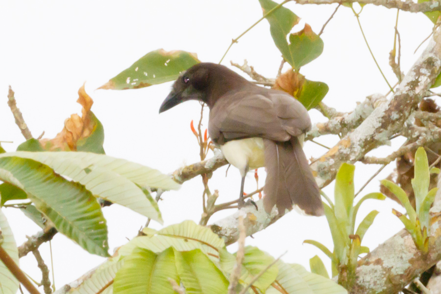 Brown Jay