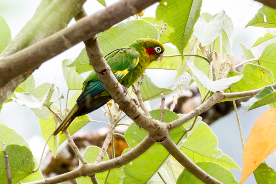 Sulphur-winged Parakeet