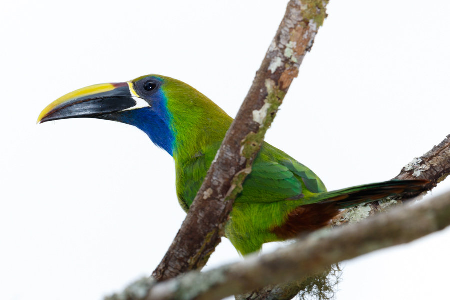 Emerald Toucanet