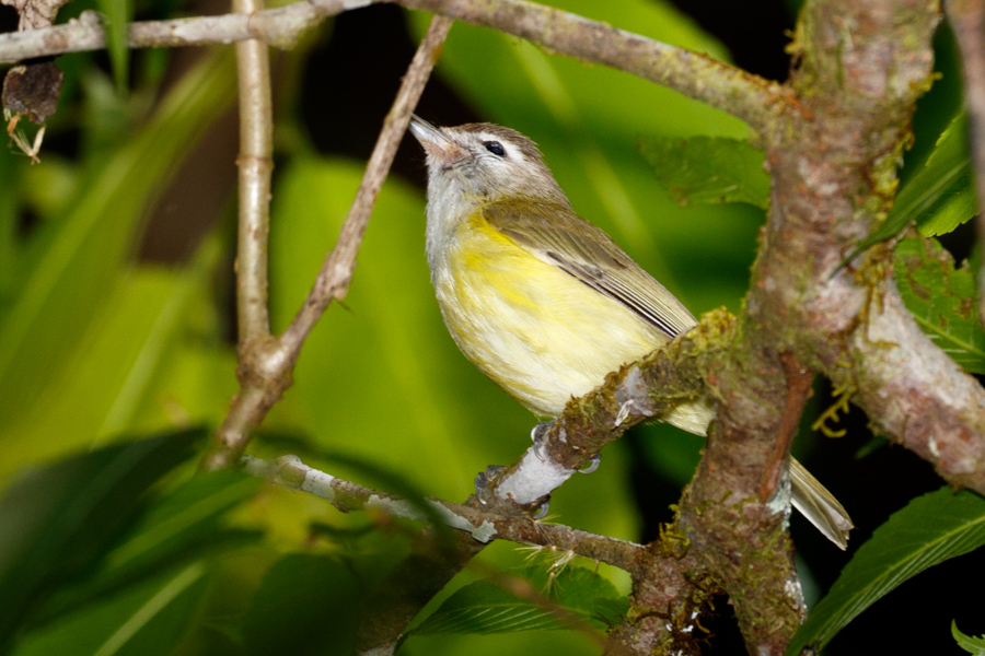 Brown-capped Vireo