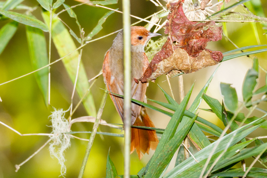 Red-faced Spinetail