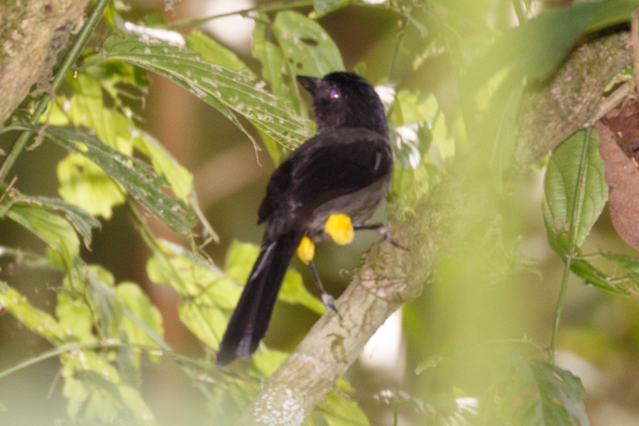 Yellow-thighed Finch