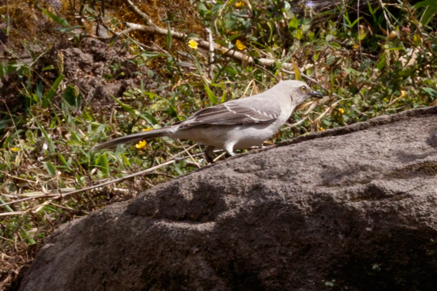 Tropical Mockingbird