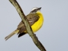 Gray-capped Flycatcher