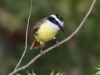 Great Kiskadee