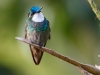 White-throated Mountain-gem