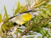 Bananaquit