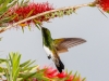 Snowy-bellied Hummingbird