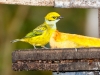 Silver-throated Tanager