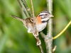 Rufous-collared Sparrow