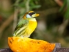 Red-headed Barbet