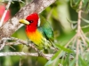 Red-headed Barbet