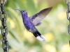 Violet Sabrewing