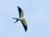 Swallow-tailed Kite