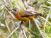 Cherrie's Tanager