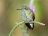 Stripe-tailed Hummingbird