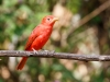 Summer Tanager