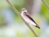 Southern Rough-winged Swallow