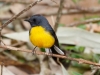 Slate-throated Redstart