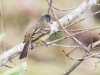 Yellow-bellied Elaenia