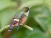 White-crested Coquette