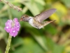 Volcano Hummingbird