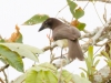 Brown Jay