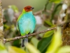 Bay-headed Tanager