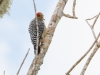 Red-crowned Woodpecker