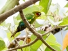 Sulphur-winged Parakeet