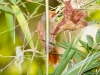 Red-faced Spinetail