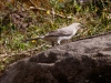 Tropical Mockingbird