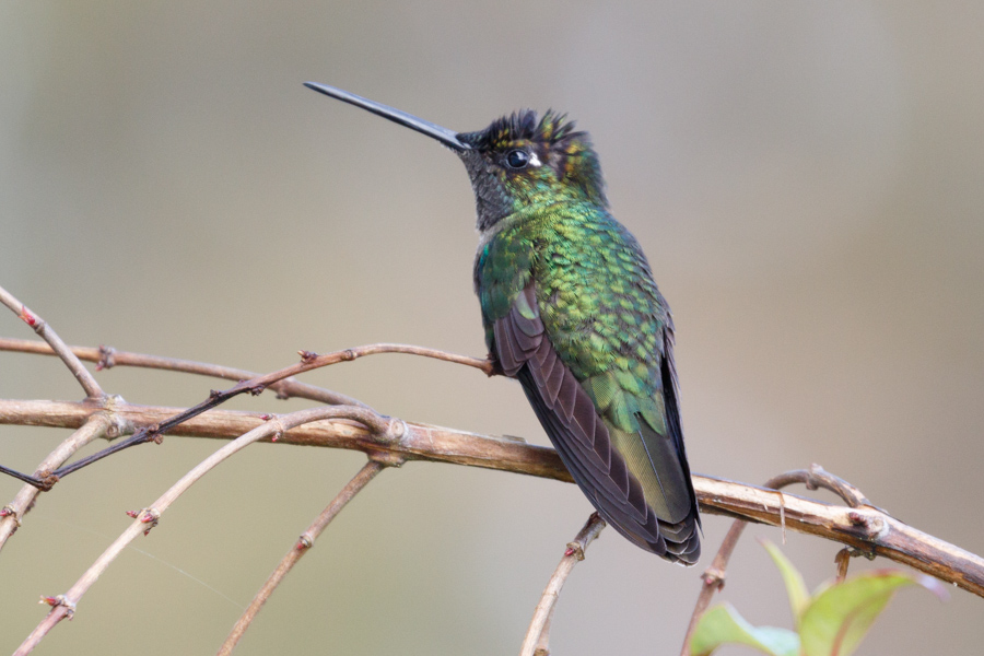 Volcano Hummingbird