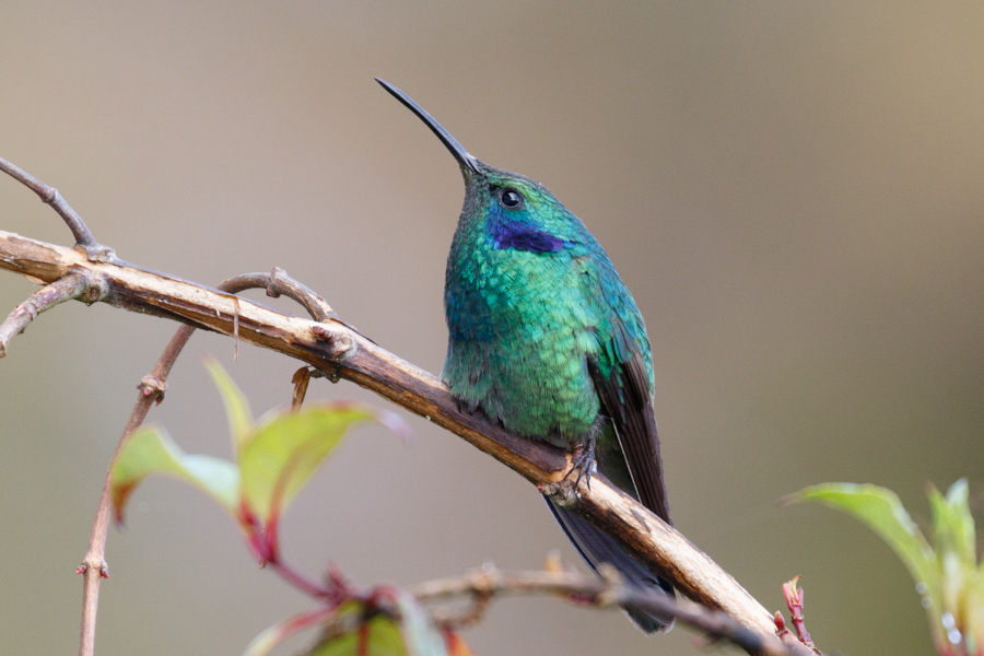 Green Violetear