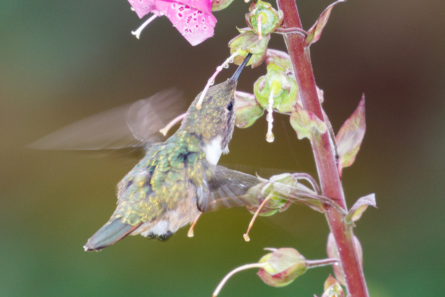 Volcano Hummingbird