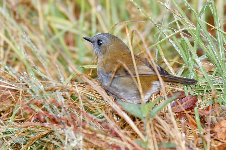 Black-billed Nightingale-Thrush