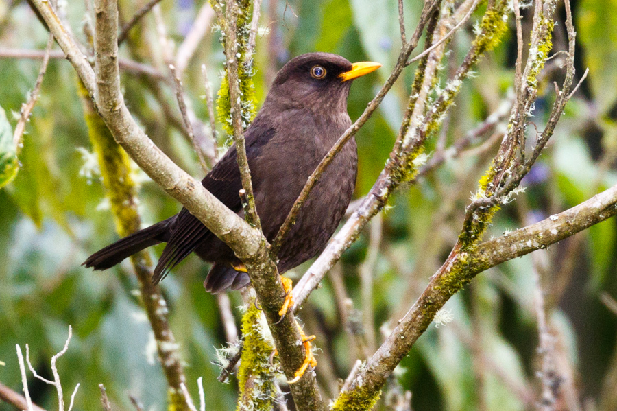 Sooty Thrush