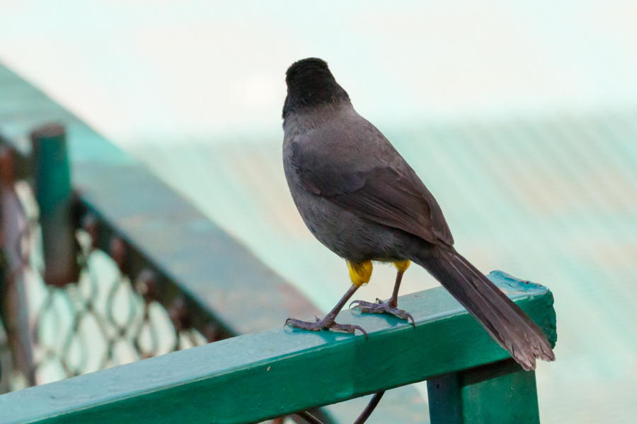 Yellow-thighed Finch